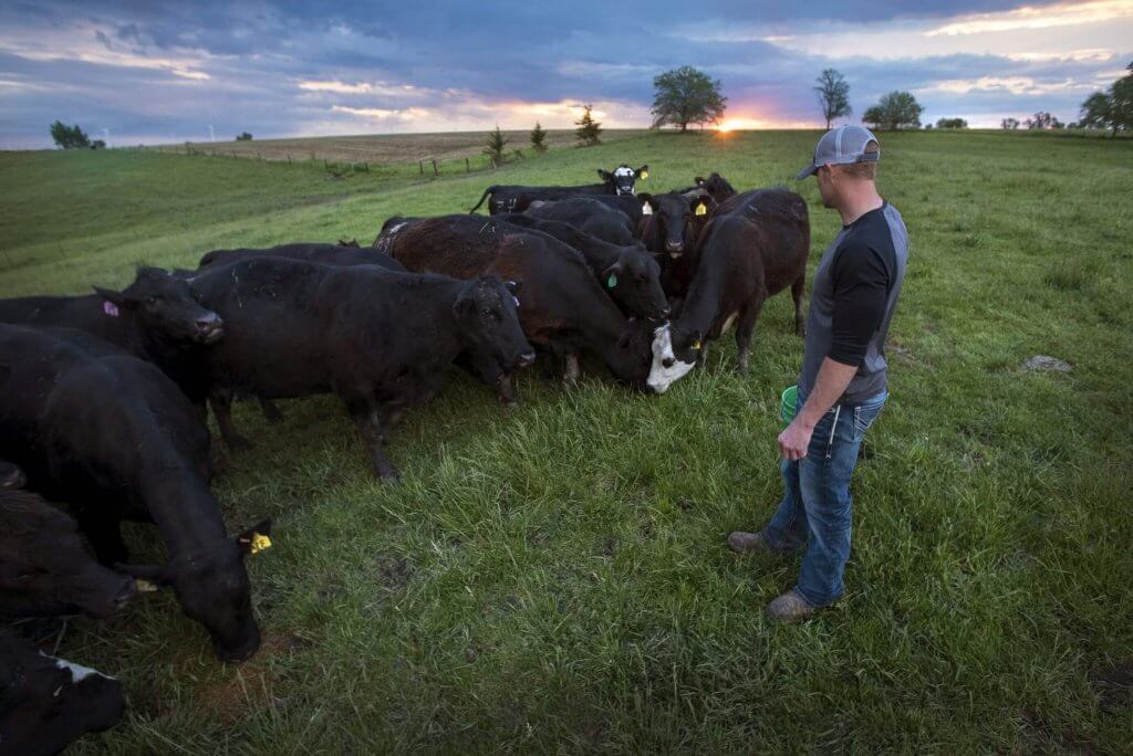 standing-looking-at-cattle | LandProz